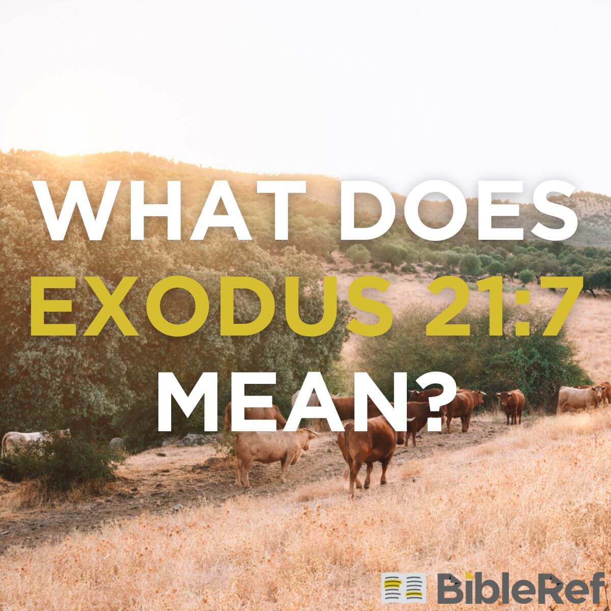 exodus 21 7 niv